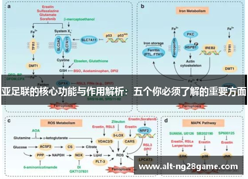 亚足联的核心功能与作用解析：五个你必须了解的重要方面